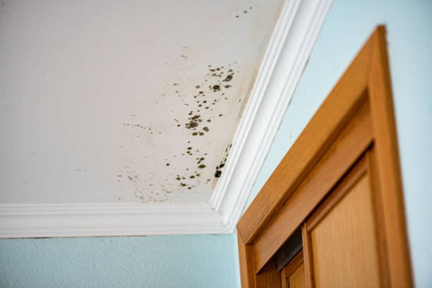 Best Mold Damage Repair  in Taneytown, MD