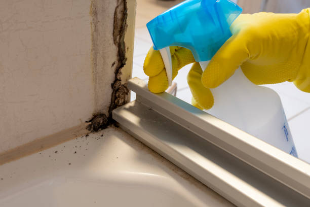 Professional Mold Removal in Taneytown, MD