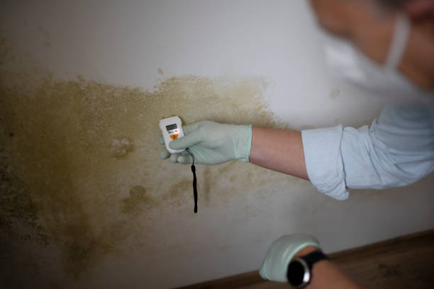 Best Mold Remediation  in Taneytown, MD