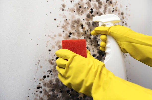 Best Home Mold Removal  in Taneytown, MD