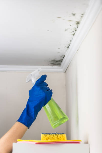 Best Toxic Mold Removal  in Taneytown, MD