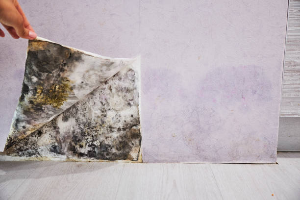 Office Mold Removal Services in Taneytown, MD